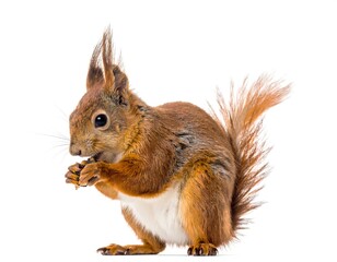 Fototapeta premium A reddish-brown squirrel holds a snack, looking up, tail curved. Shot isolated on white