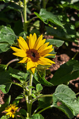 Obraz premium sunflower in the garden