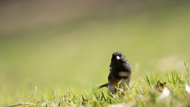 pinz&oacute;n fondo de pantalla