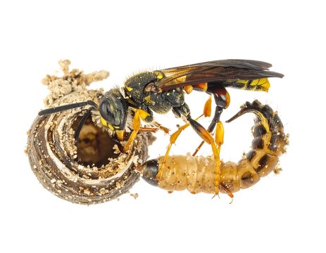 A yellow wasp attacking grub near a mud-dauber nest; white background