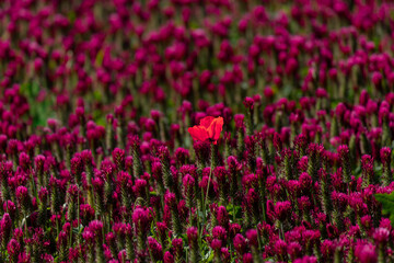 Obraz premium Field of Vibrant Red Clover Flowers with a Single Highlighted Bloom