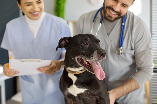 Veterinarian nurse with dog at clinic exam. Smiling professionals reassure a terrier, noting details and planning treatment to support pet care. Concept conveys reliable pet medical service.