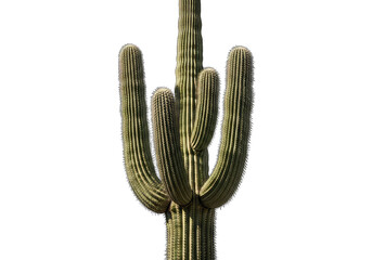 Green cactus plant with multiple arms isolated on transparent background png cutout