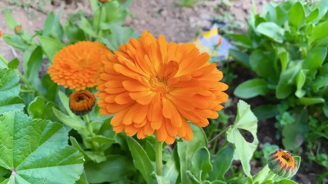 Ruddles, Calendula or Mary's gold beautiful yellow flowers