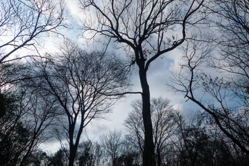 幻想的な冬の枯れ木の風景