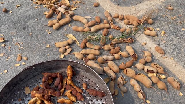 Dried Tamarind Pods on Ground &ndash; Rustic Organic Imli Harvest Scene