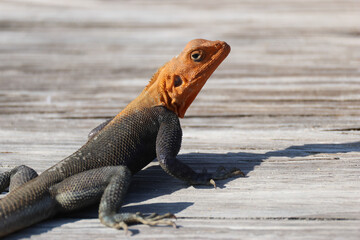 Obraz premium A Red-headed Rock Agama, Agama agama, resting on a wooden walkway on the beach.