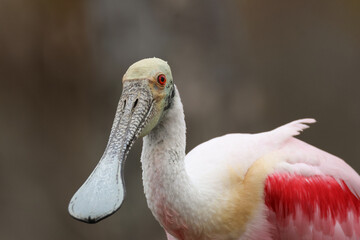A head shot of a stunning Roseate Spoonbills, Platalea ajaja.