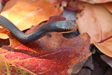 Fototapeta premium A Southern Black Racer Snake, Coluber constrictor priapus, hunting for food on the ground.