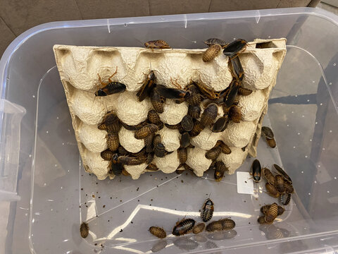 Blaptica dubia or Argentinian wood roaches. Dubia cockroaches colony in plastic box. Insects are used as food for lizards, snakes, spiders, and other domestic reptiles
