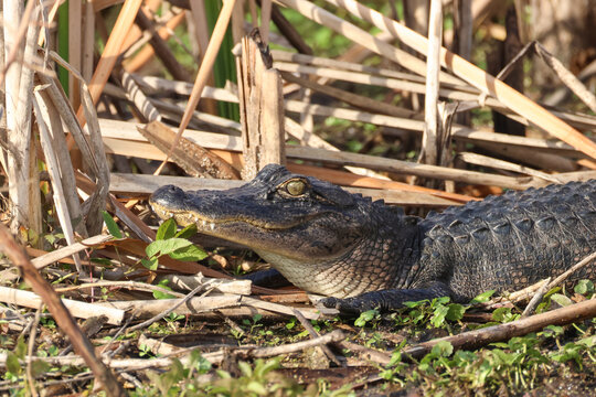An Alligator mississippiensis, resting in the reeds at the edge of a lake.