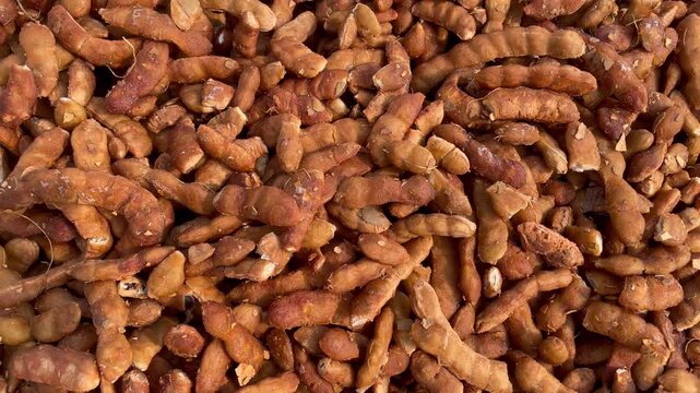Fresh Tamarind Pods Close Up  Organic Brown Imli Fruit Texture Background