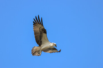 Obraz premium A hunting Osprey, Pandion haliaetus, flying over a lake.