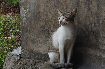 The striped cat is taking shelter, in a dim atmosphere waiting for the rain to stop