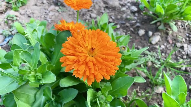Ruddles, Calendula or Mary's gold beautiful yellow flowers
