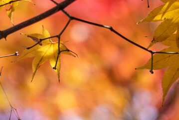 木漏れ日にかがやく美しい黄葉　カラフルな秋の公園の風景