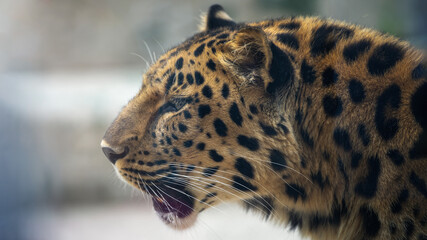 Fototapeta premium leopard in zoo