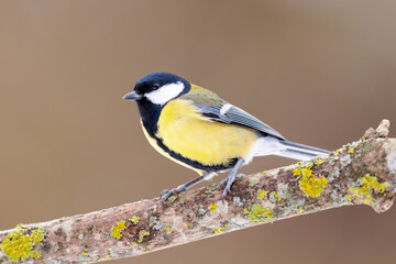 Fototapeta premium Kohlmeise Parus major männlich sitzend auf Ast vor verschommenen Hintergrund