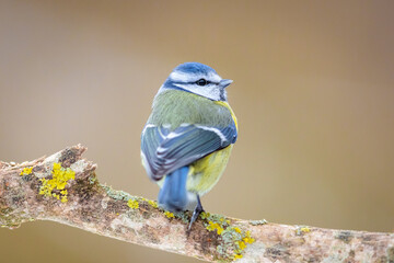 Rückenansicht Blaumeise, Cyanistes caeruleus auf Ast sitzend mit unscharfem Hintergrund © sg-naturephoto.com 