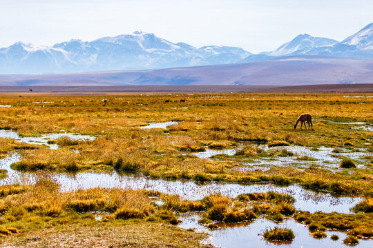 Marshy area formed by geothermal runoff and streams. Fields near Geyser del Tatio.  Andean wetlands. Situated in the Andes Mountains in the Atacama Desert, Chile