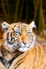 Obraz premium Tiger with intense eyes licking front paw