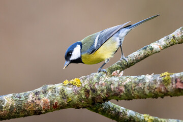 Kohlmeise Parus major klettert auf Ast vor braun-goldenem Hintergund © sg-naturephoto.com 