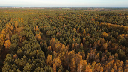 Aerial forest scene with vibrant fall tones