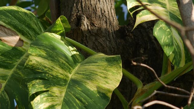 Variegated Golden Pothos or Devil's Ivy Leaves Viewed Through Tree Branches