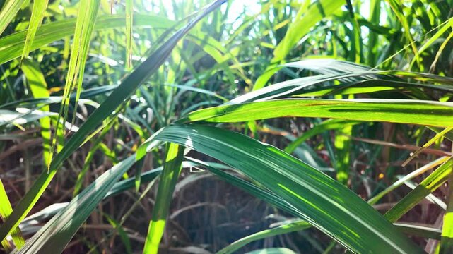 Close-up of a sunlit sugarcane field, with long green leaves and sturdy stalks forming a dense tropical canopy.