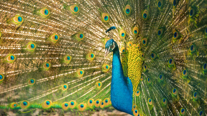Obraz premium peacock with feathers