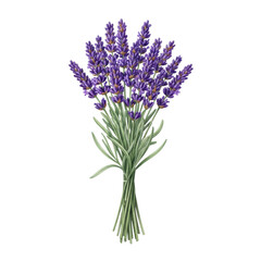 Obraz premium ultra realistic flat lay of a tightly bound watercolor lavender bouquet, purple pigment variations, detailed paper texture, isolated on seamless transparent background, zero shadow studio light,