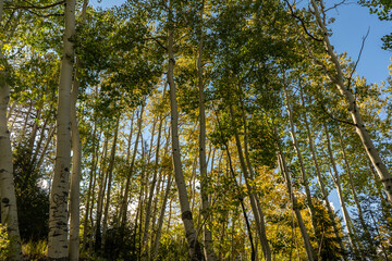 Fototapeta premium Sunny autumn forest canopy with sunlight filtering through yellow aspen trees.