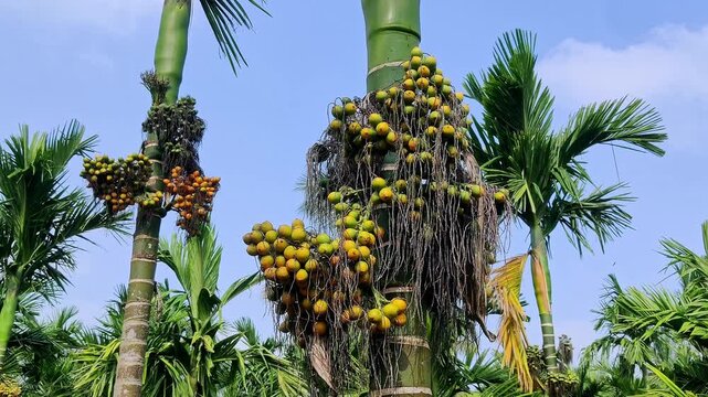 Closeup view of a vibrant harvest of yellow and orange betel nuts on areca palm trees