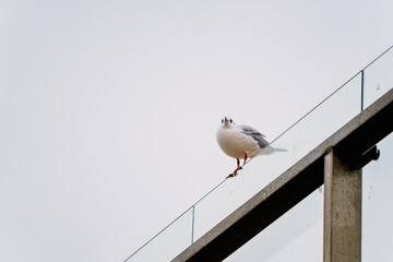 White bird perched on a glass barrier outdoors. Urban wildlife and nature concept. Natural animal habitat.