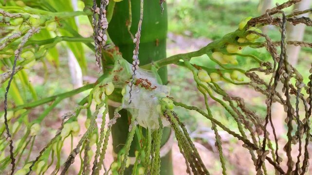 A macro view of red ants crawling over arecanut buds covered in a delicate doily spider web