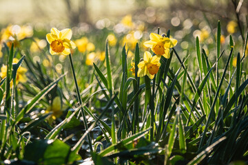 Obraz premium DAFFODILS - Daffodils in a garden heralding sunny days and springtime. 