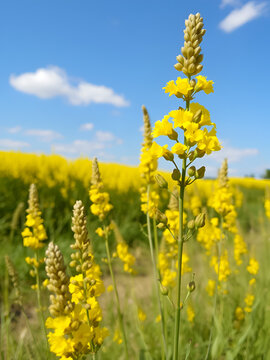 Colza en fleurs et siliques