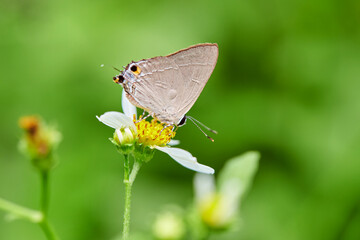 Close-up of butterfly pollinating on flower