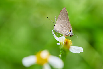 Close-up of butterfly pollinating on flower