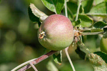 A green apple is hanging from a tree