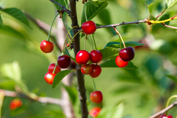 A tree with red cherries on it
