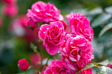 A bunch of pink flowers with green leaves