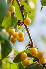 A bunch of yellow cherries hanging from a tree