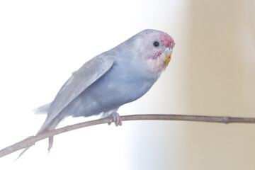 Fototapeta premium A blue budgerigar sits on a branch