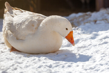 A white duck is laying on the snow