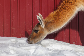 A brown and white llama is eating snow