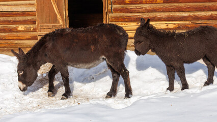 Two donkeys are walking in the snow