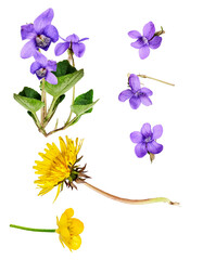 vibrant purple violets, yellow dandelion, and buttercup isolated on black, showcasing spring wildflowers for design. © Kenna