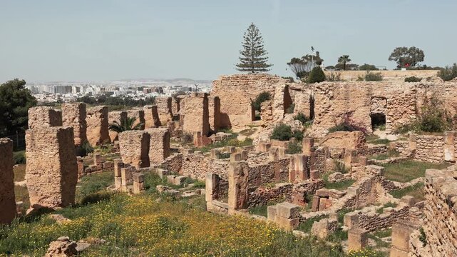 Sun-drenched ruins of Punic Quarter on Byrsa Hill in Carthage with ancient stone foundations and columns surrounded by wildflowers and greenery under bright Tunisian sun