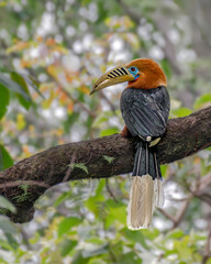 Rufous-necked hornbill (Male) © Suvro